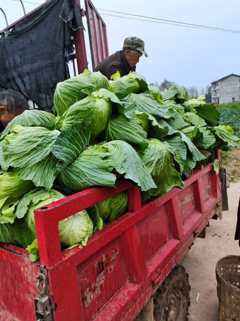 重庆潼南脆包菜，莲花白基地直供，量大从优欢迎咨询。