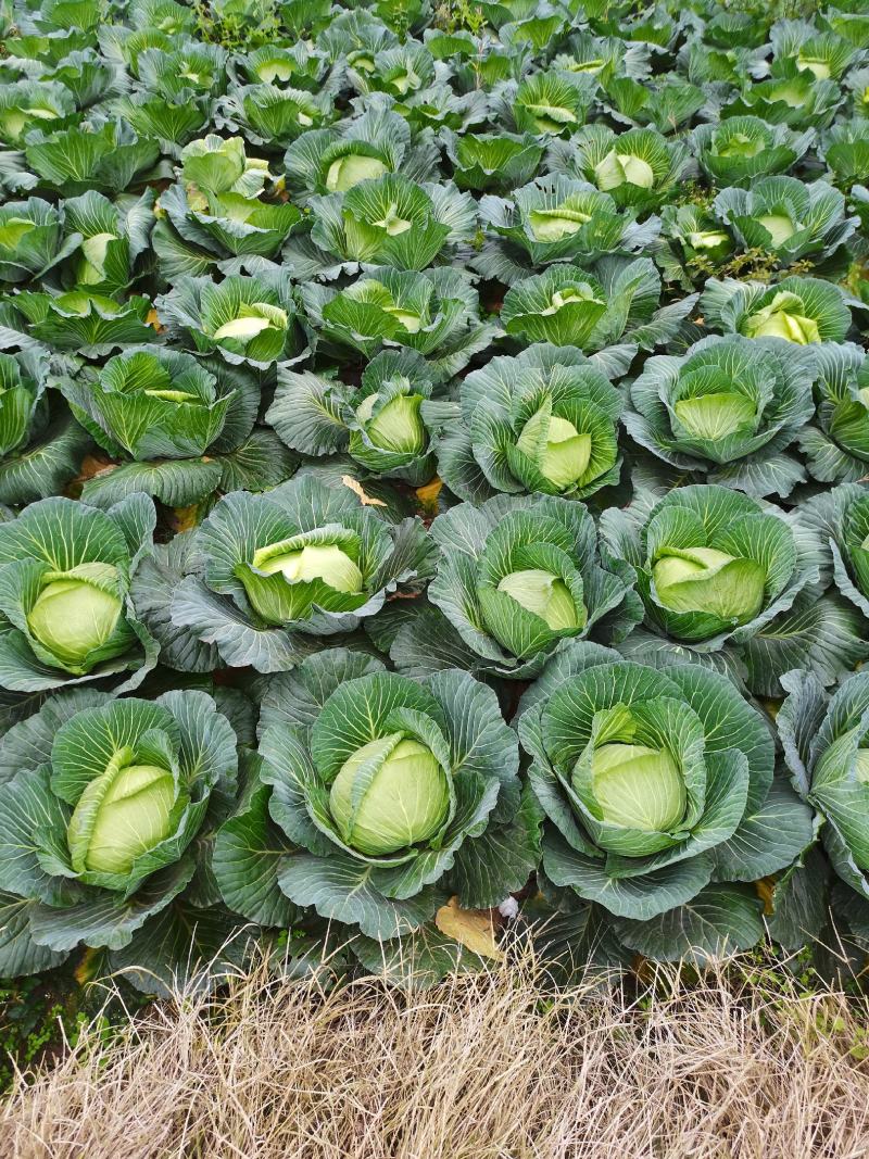 重庆潼南脆包菜，莲花白基地直供，量大从优欢迎咨询。