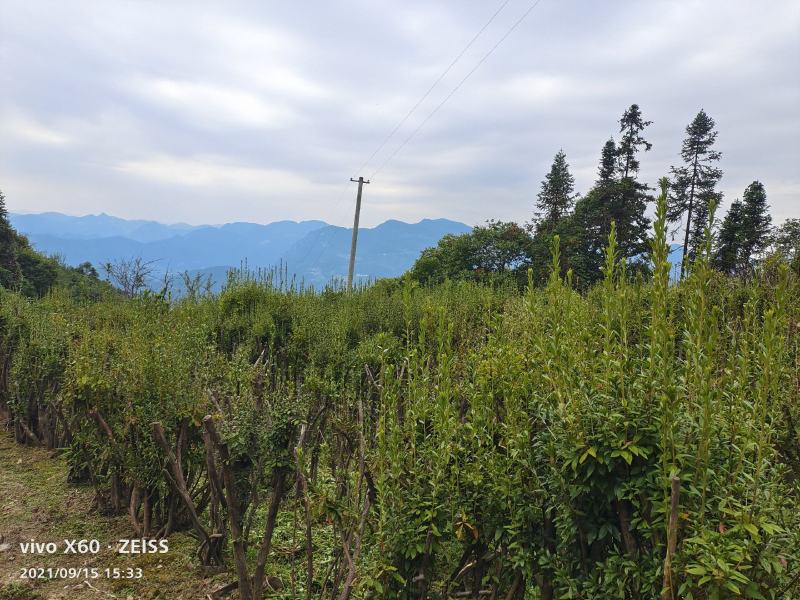 映山红，国旗红老桩熟货，映山红盆景大土球