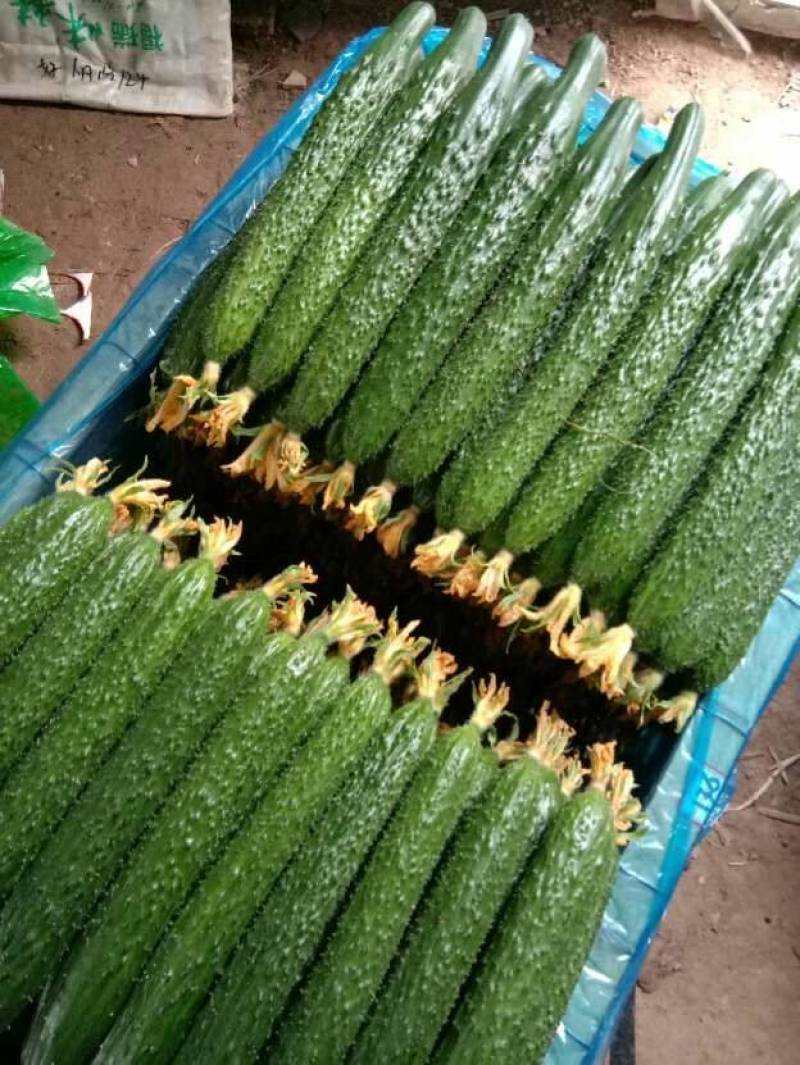 密刺黄瓜，当天现摘现发！密刺黄瓜，黄瓜中的战斗机