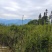 映山红