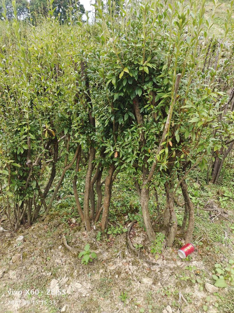 映山红