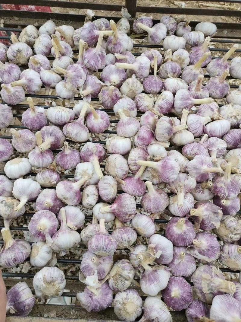 蒜黄种子无土栽培技术，一个月即可收益，粽子简单包教包会