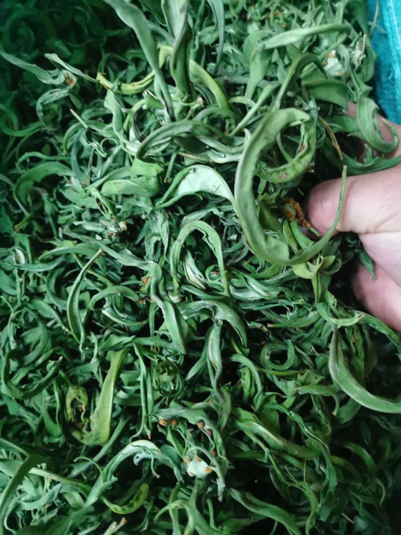 中叶精品化石草、肾精茶、猫须草产地大货批发，真正精品货源