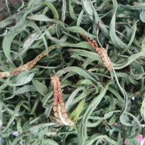 中叶精品化石草、肾精茶、猫须草产地大货批发，真正精品货源