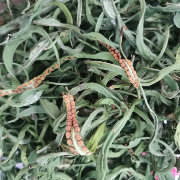 中叶精品化石草、肾精茶、猫须草产地大货批发，真正精品货源