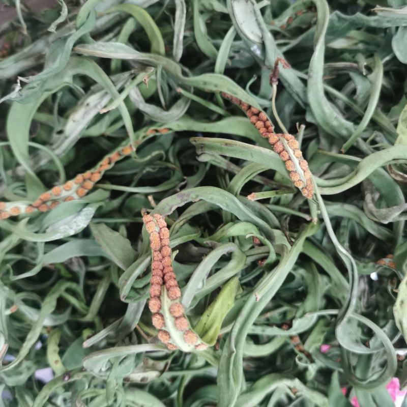 中叶精品化石草、肾精茶、猫须草产地大货批发，真正精品货源