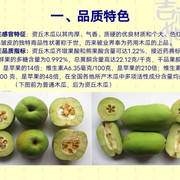 资丘木瓜苗皱皮无籽木瓜苗长阳木瓜苗