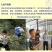 资丘木瓜苗皱皮无籽木瓜苗长阳木瓜苗