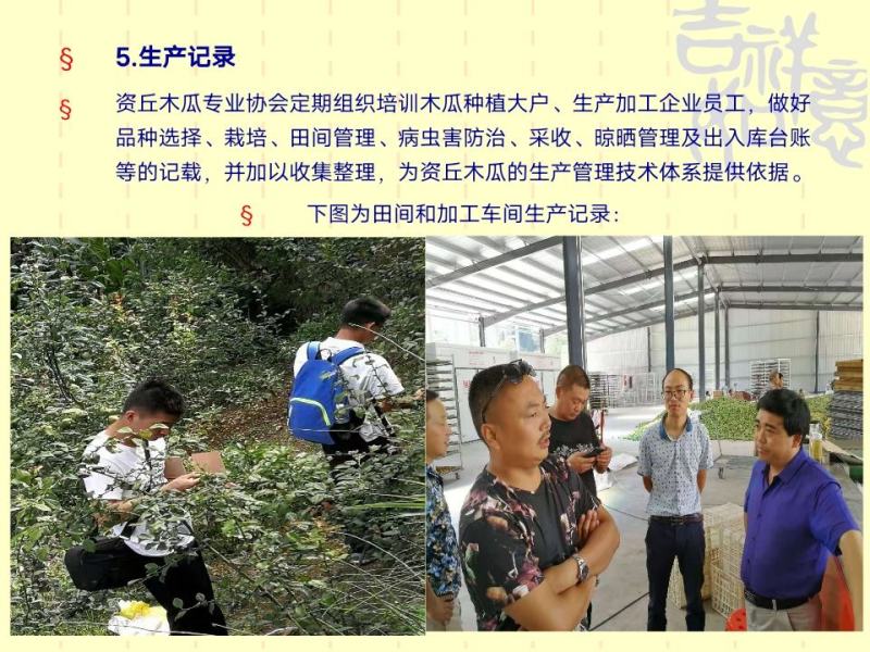 资丘木瓜苗皱皮无籽木瓜苗长阳木瓜苗