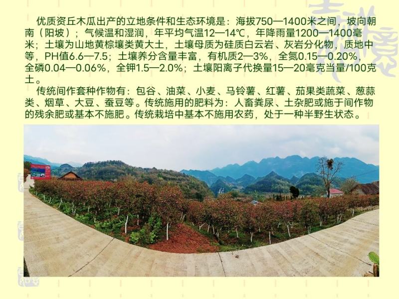 资丘木瓜苗皱皮无籽木瓜苗长阳木瓜苗