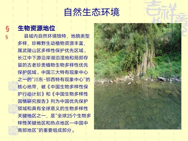 资丘木瓜苗皱皮无籽木瓜苗长阳木瓜苗