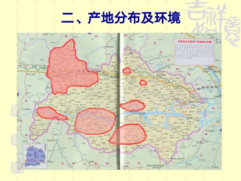 资丘木瓜苗皱皮无籽木瓜苗长阳木瓜苗