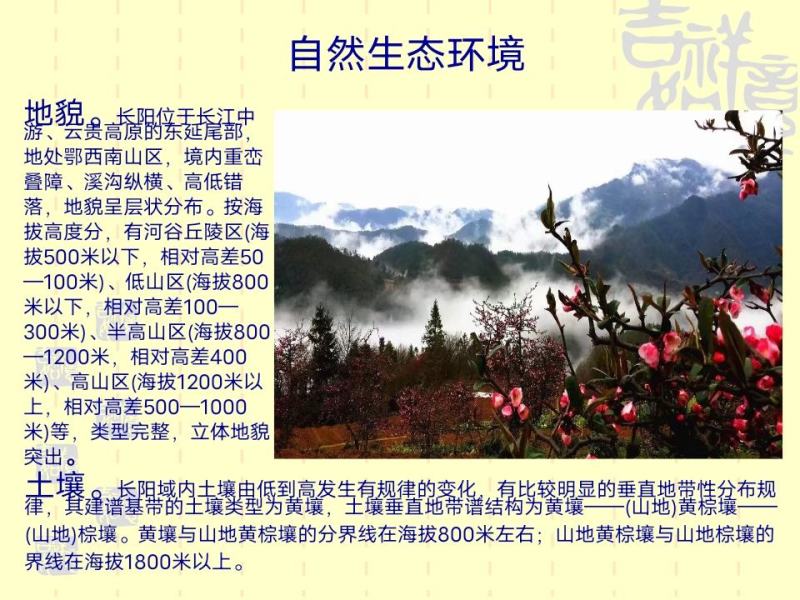 资丘木瓜苗皱皮无籽木瓜苗长阳木瓜苗