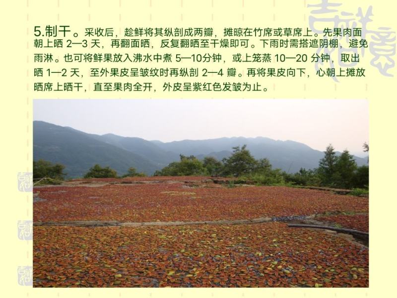 资丘木瓜苗皱皮无籽木瓜苗长阳木瓜苗