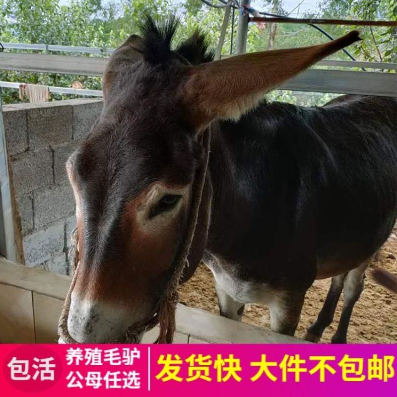 德州驴，驴苗，肉驴，长势快品种全，包成活