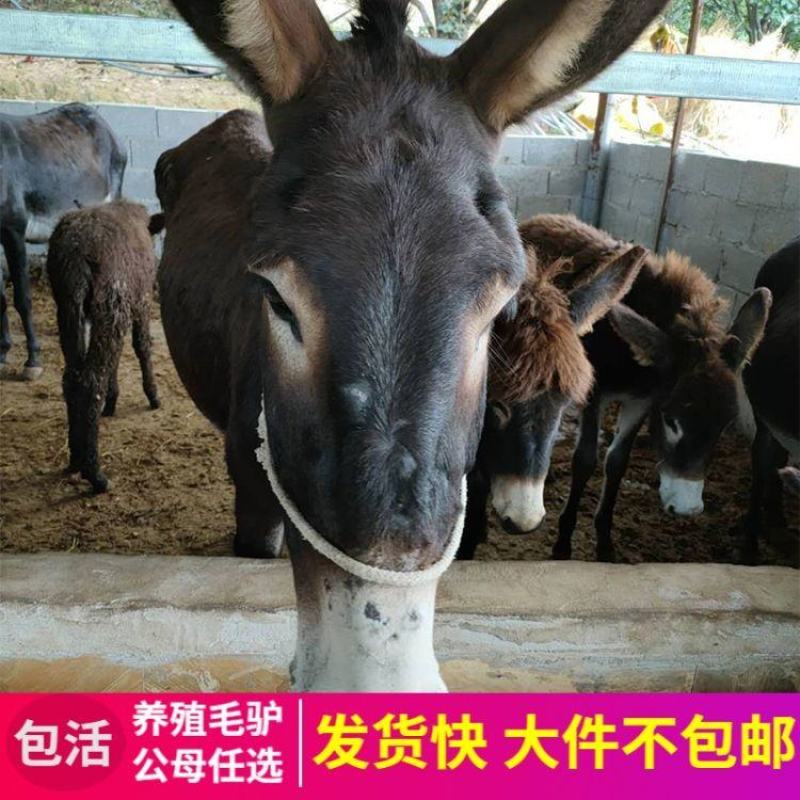 德州驴，驴苗，肉驴，长势快品种全，包成活
