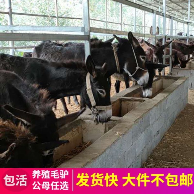 德州驴，驴苗，肉驴，长势快品种全，包成活
