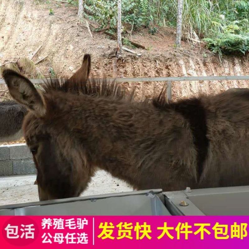 德州驴，驴苗，肉驴，长势快品种全，包成活