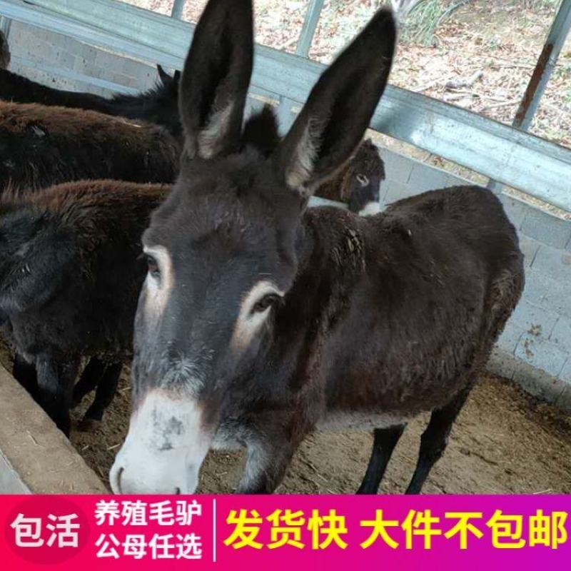 德州驴，驴苗，肉驴，长势快品种全，包成活