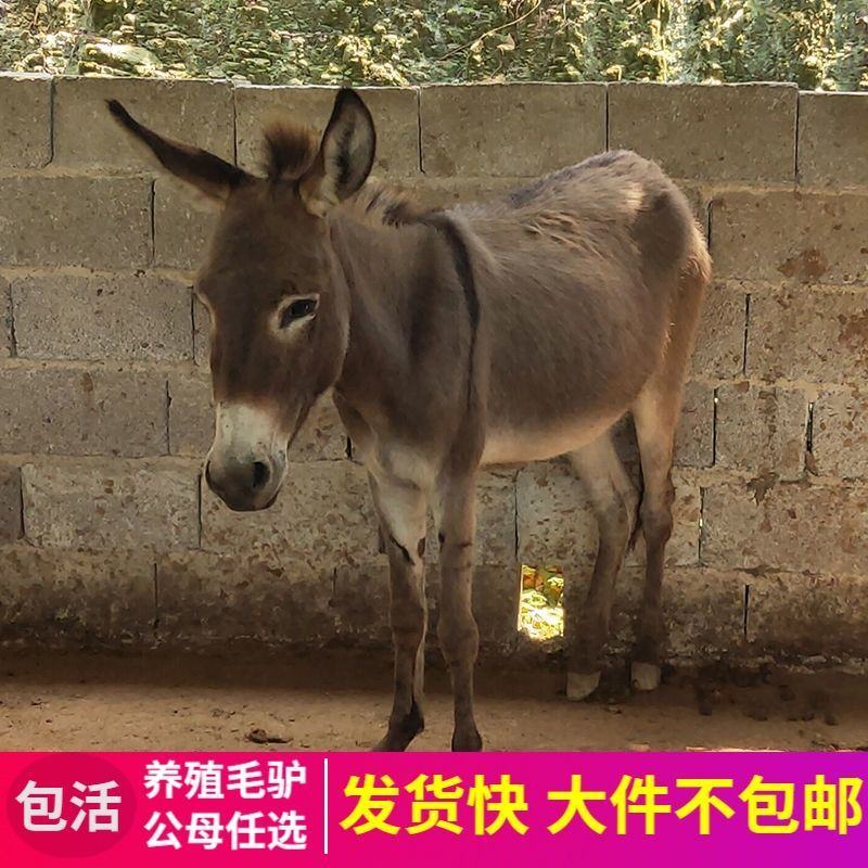 德州驴，驴苗，肉驴，长势快品种全，包成活