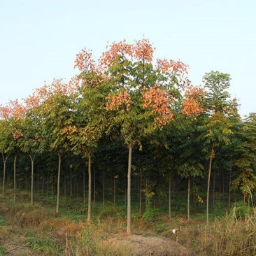 栾树苗小苗黄山栾北京栾园林工程绿化苗木行道树庭院风景占地