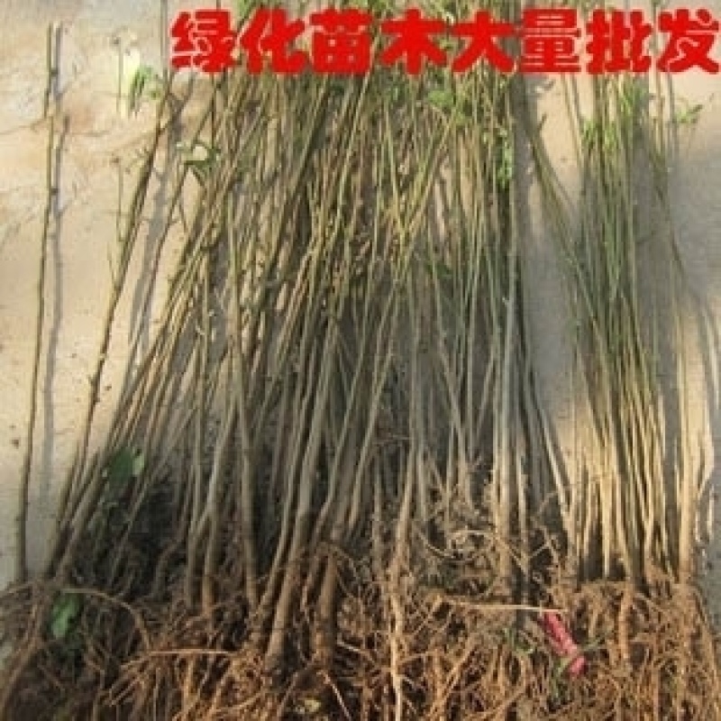 栾树苗小苗黄山栾北京栾园林工程绿化苗木行道树庭院风景占地