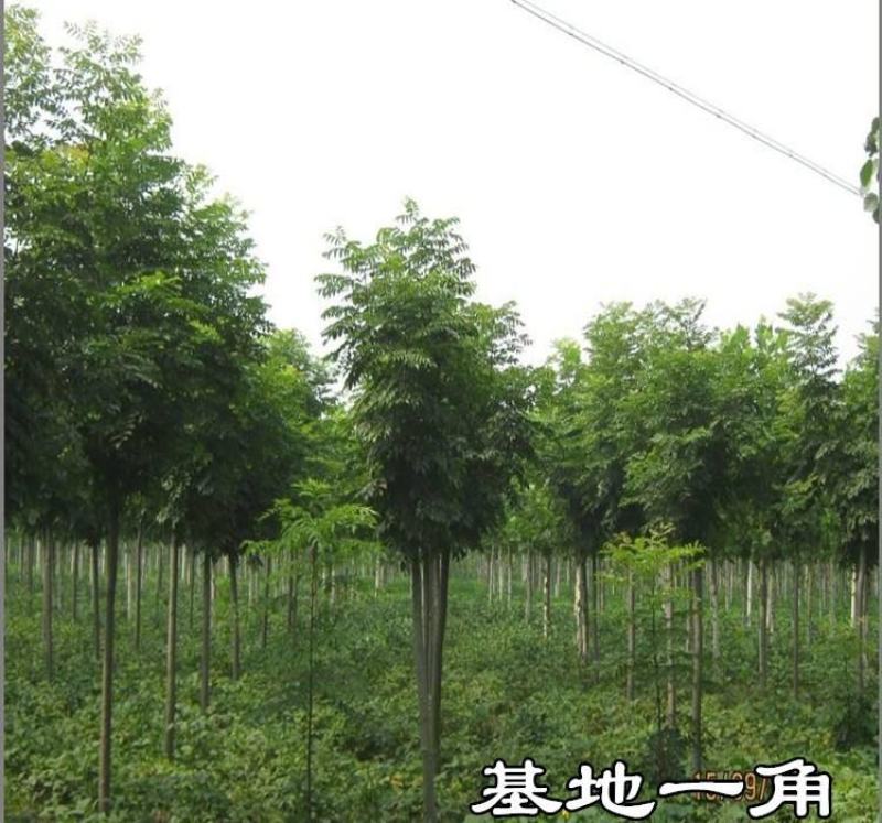 栾树苗小苗黄山栾北京栾园林工程绿化苗木行道树庭院风景占地