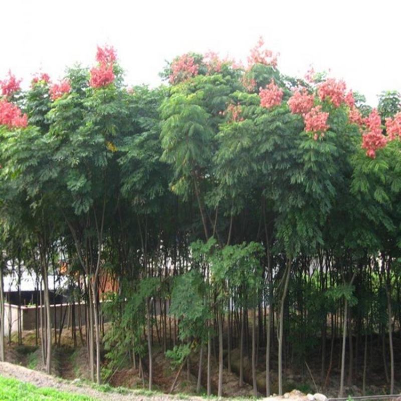 栾树苗小苗黄山栾北京栾园林工程绿化苗木行道树庭院风景占地