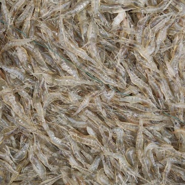 湖北小米河虾一手货源