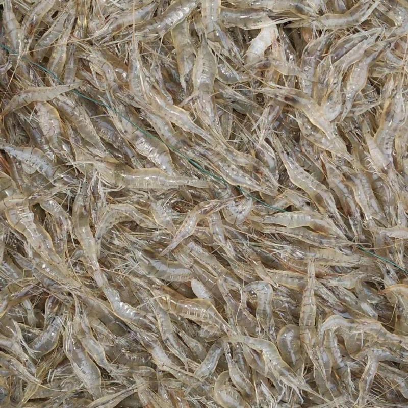湖北小米河虾一手货源