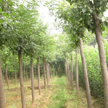 白蜡树速生白蜡红叶金叶秋紫丛生老白蜡大小树苗土球裸根苗木