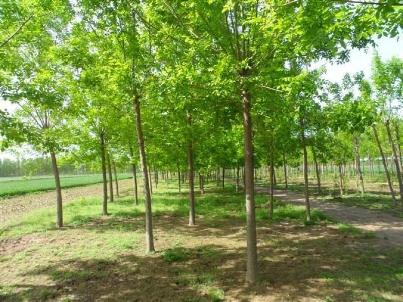 白蜡树速生白蜡红叶金叶秋紫丛生老白蜡大小树苗土球裸根苗木