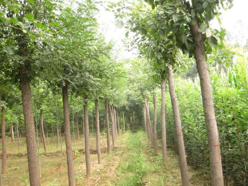白蜡树速生白蜡红叶金叶秋紫丛生老白蜡大小树苗土球裸根苗木