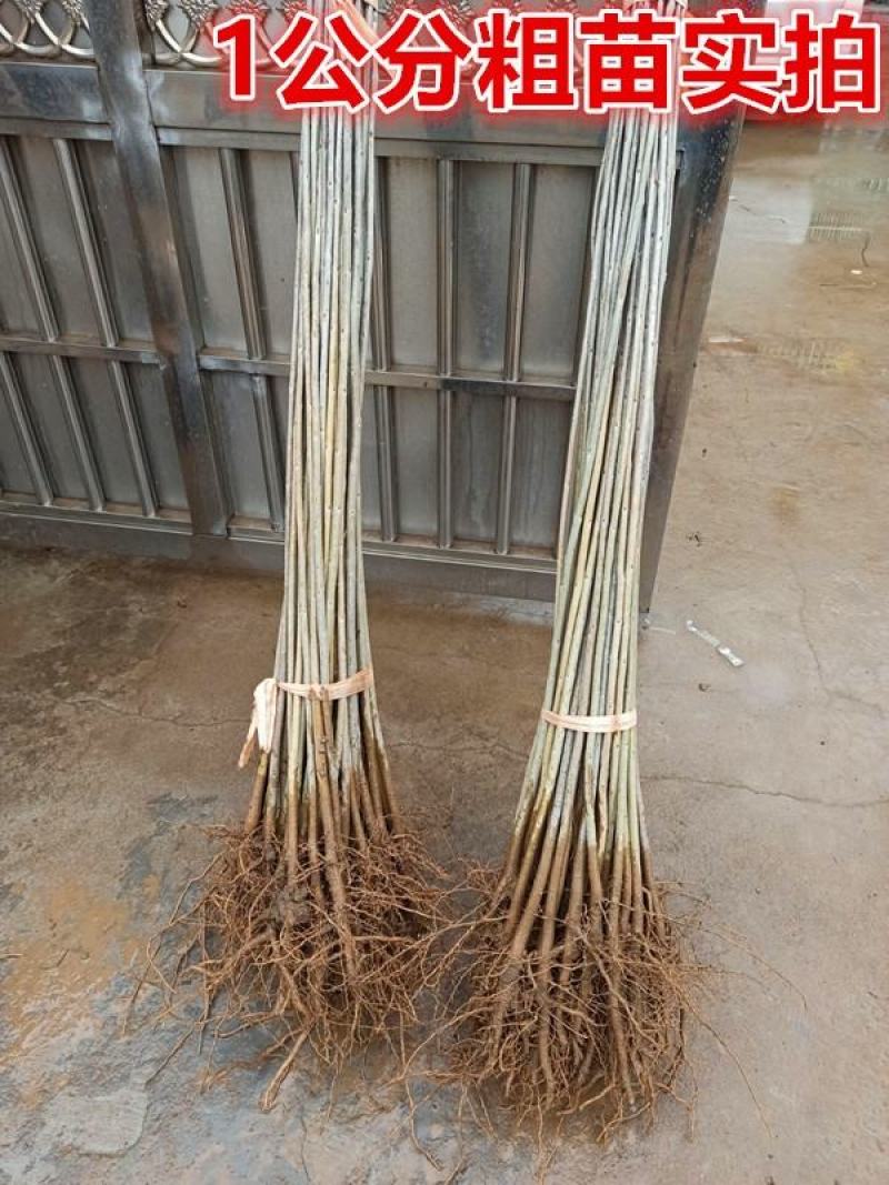 白蜡树速生白蜡红叶金叶秋紫丛生老白蜡大小树苗土球裸根苗木
