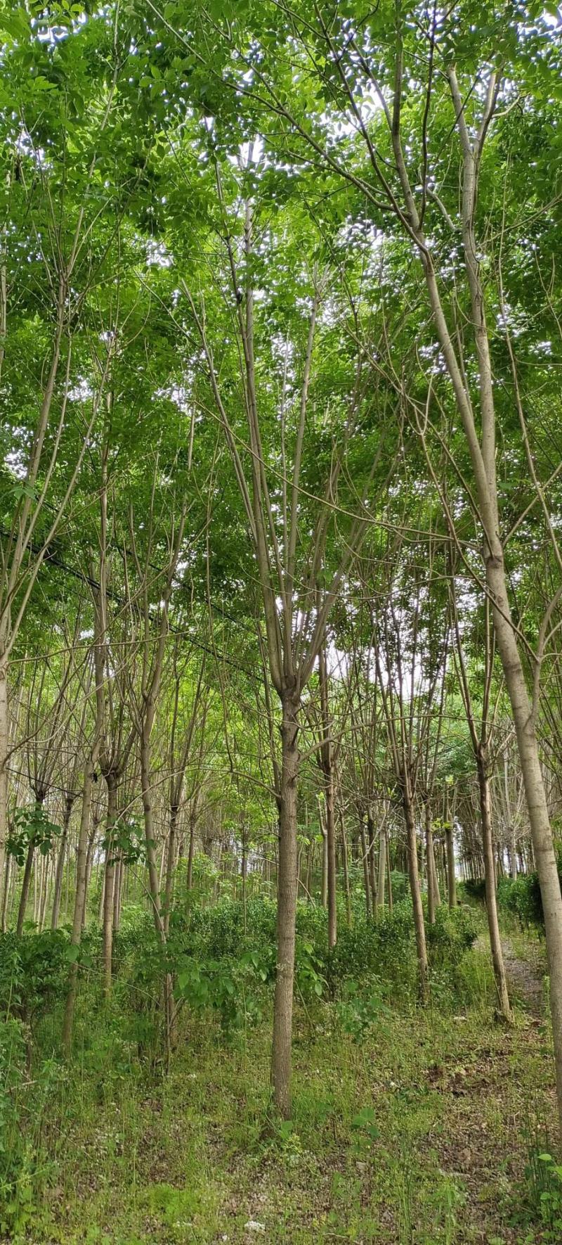 白蜡树速生白蜡红叶金叶秋紫丛生老白蜡大小树苗土球裸根苗木