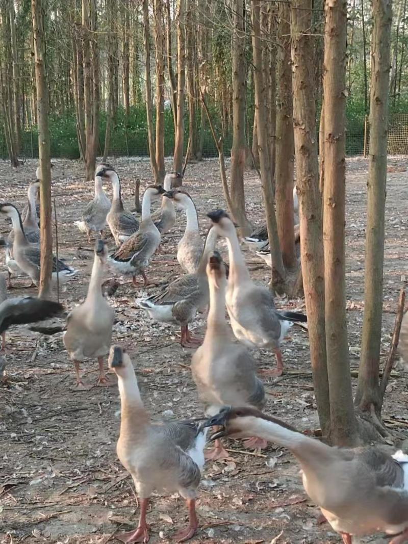 大白沙鹅