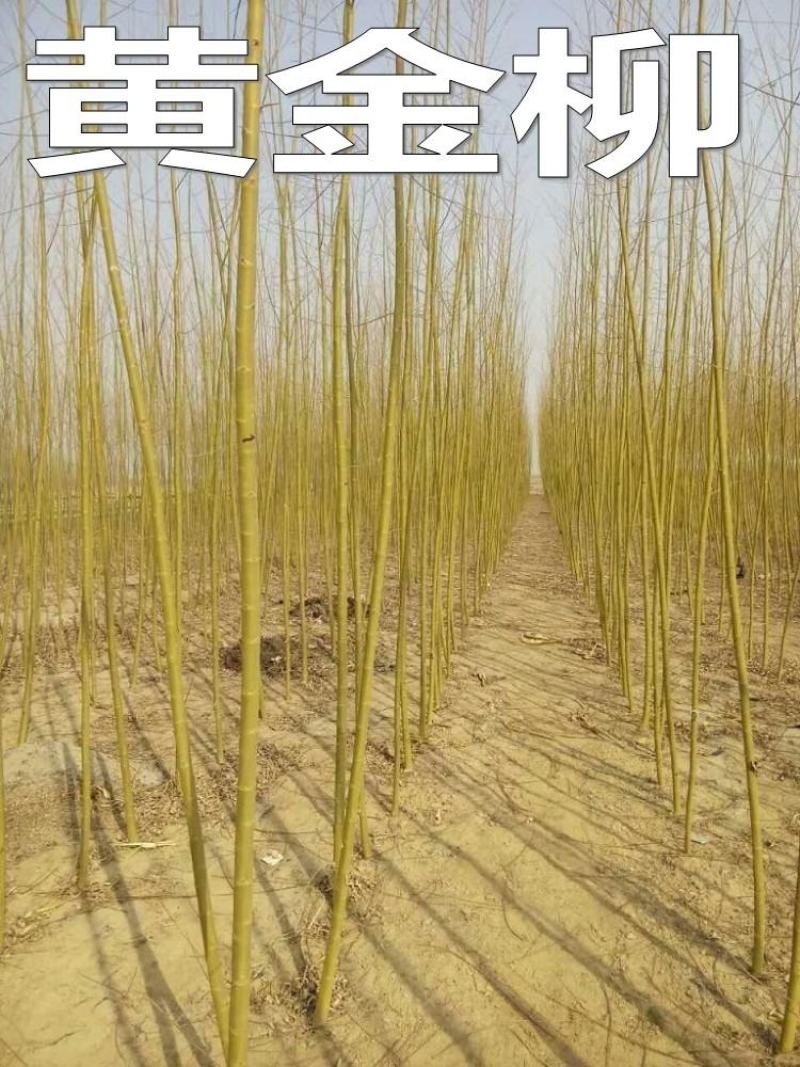 垂柳树苗青皮柳金丝柳黄金柳速生柳树苗庭院道路占地工程绿化