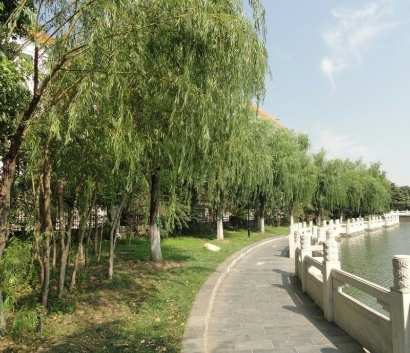 垂柳树苗青皮柳金丝柳黄金柳速生柳树苗庭院道路占地工程绿化