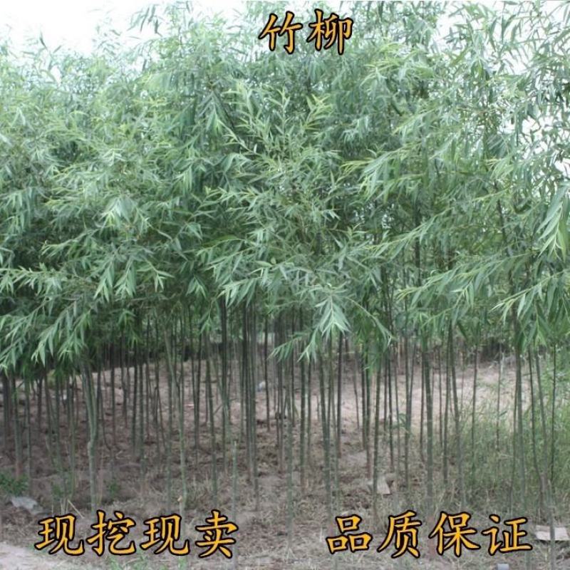 垂柳树苗青皮柳金丝柳黄金柳速生柳树苗庭院道路占地工程绿化
