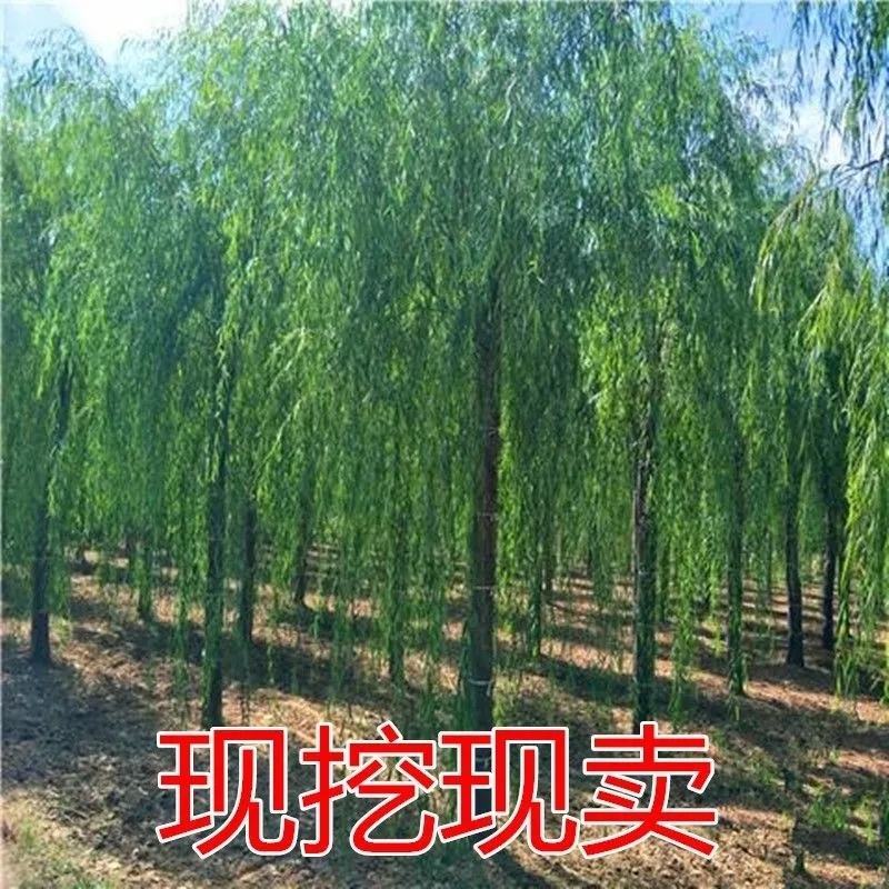 垂柳树苗青皮柳金丝柳黄金柳速生柳树苗庭院道路占地工程绿化