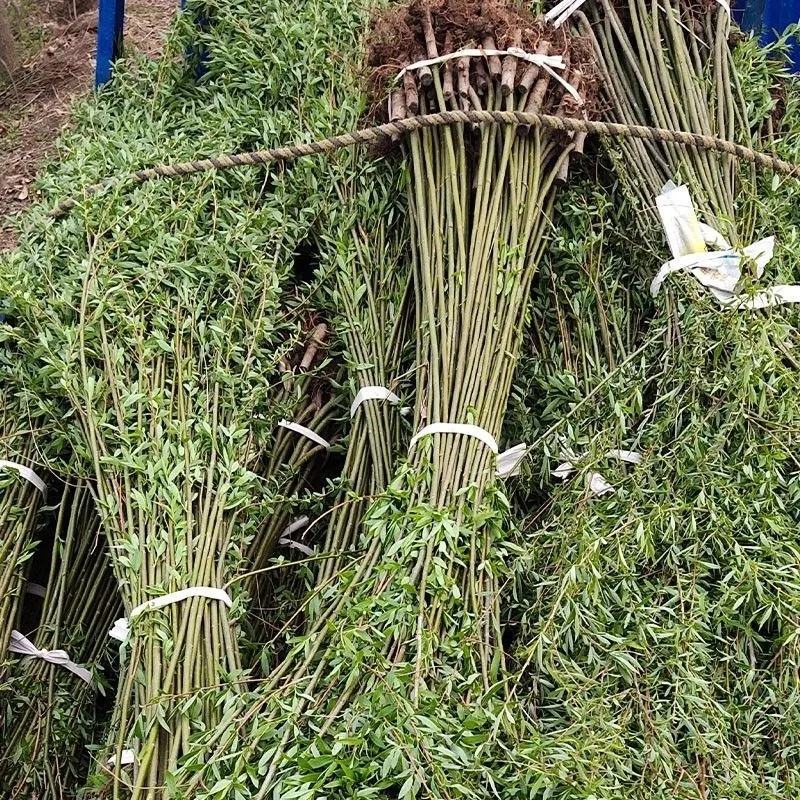 垂柳树苗青皮柳金丝柳黄金柳速生柳树苗庭院道路占地工程绿化