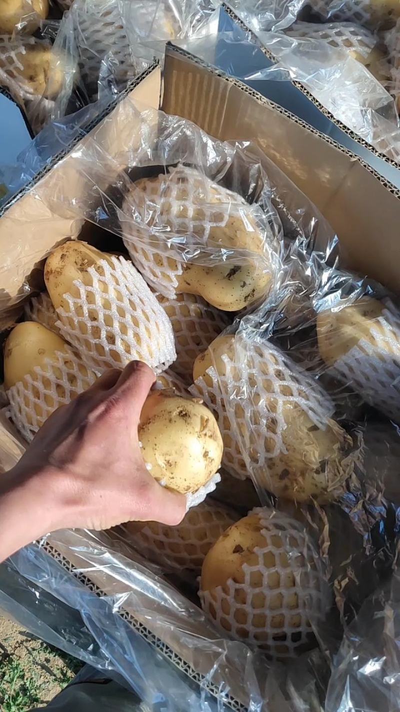 山东荷兰十五土豆原产地小棚货规格齐全按要求包装24年新品