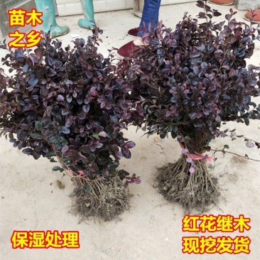 绿篱色块小苗红花继木苗红桎木红花继木球庭院绿化行道