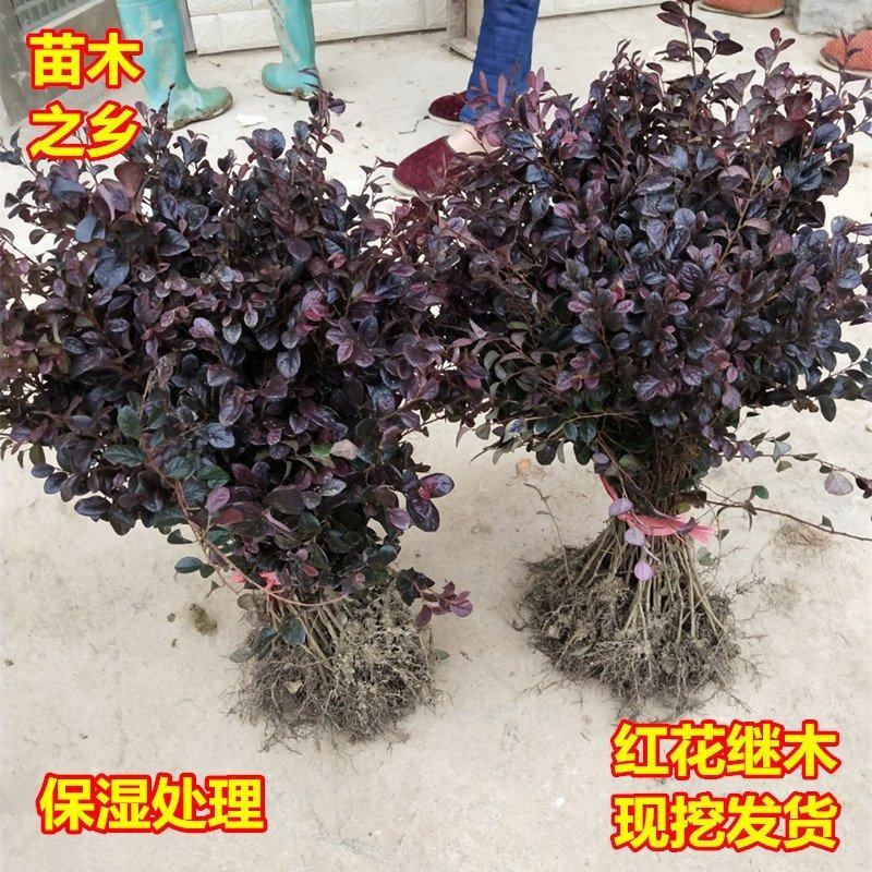 绿篱色块小苗红花继木苗红桎木红花继木球庭院绿化行道