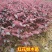 绿篱色块小苗红花继木苗红桎木红花继木球庭院绿化行道