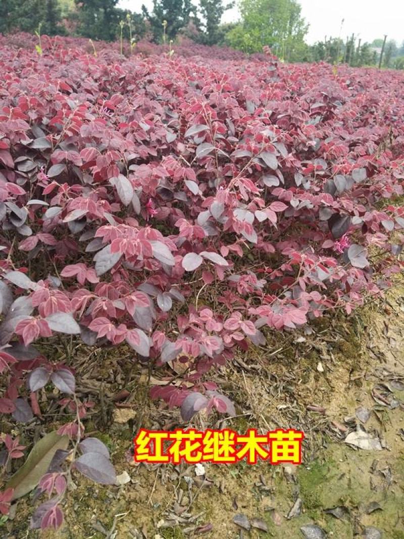 绿篱色块小苗红花继木苗红桎木红花继木球庭院绿化行道