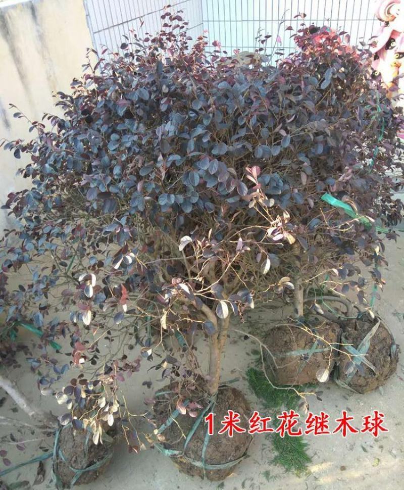 绿篱色块小苗红花继木苗红桎木红花继木球庭院绿化行道