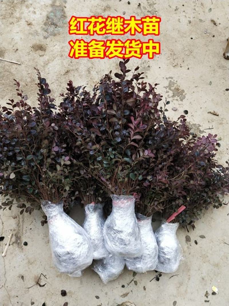 绿篱色块小苗红花继木苗红桎木红花继木球庭院绿化行道
