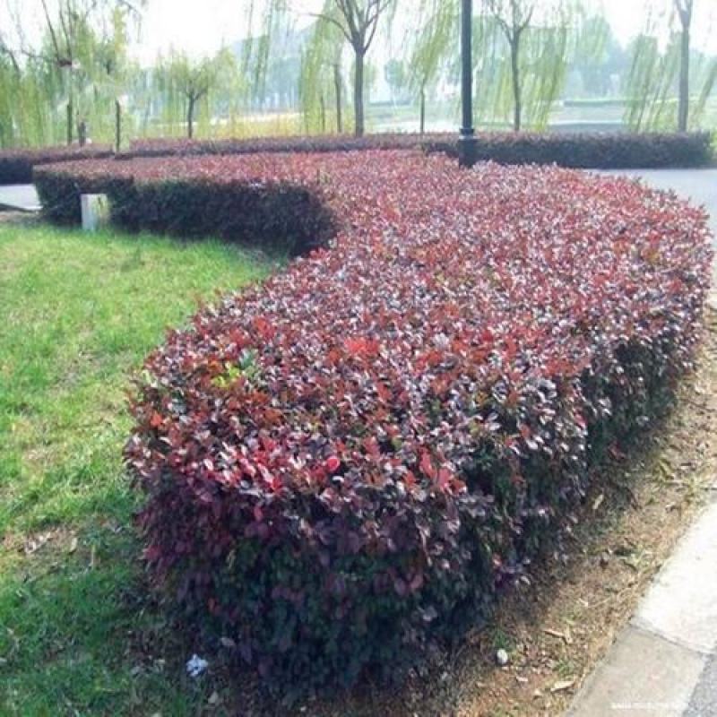 绿篱色块小苗红花继木苗红桎木红花继木球庭院绿化行道